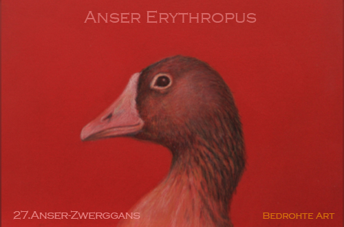 27. Anser Zwerggans