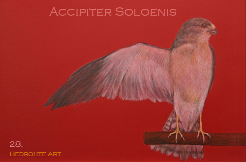 28. Accipiter Soloenis
