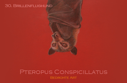 30. Brillenflughund 