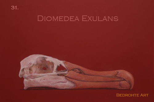31. Diomedea Exulans - Wanderalbatros